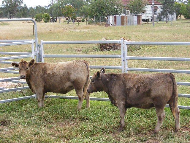 Oakvale Square Meaters Cattle Stud