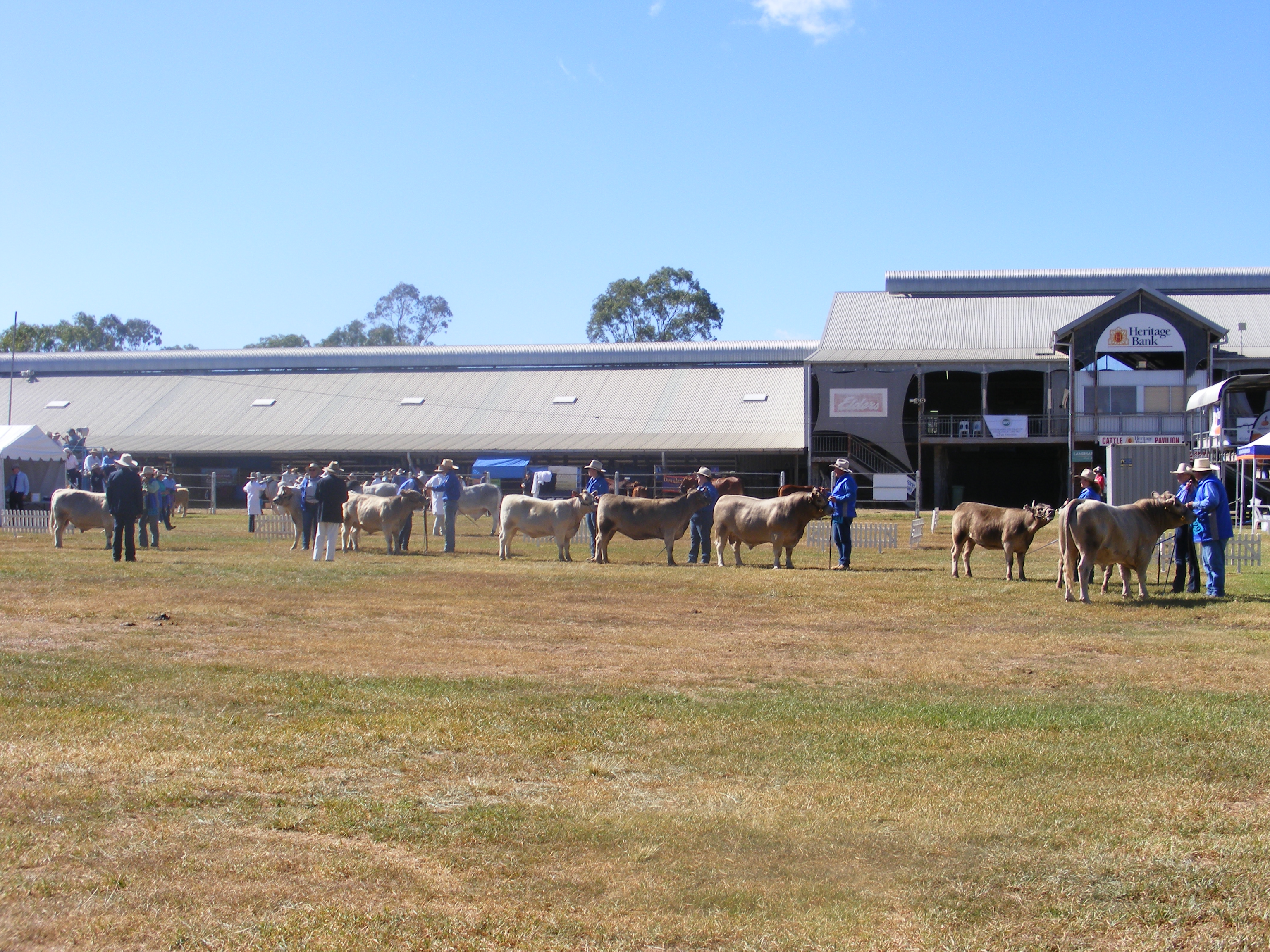 Oakvale Square Meaters Cattle Stud