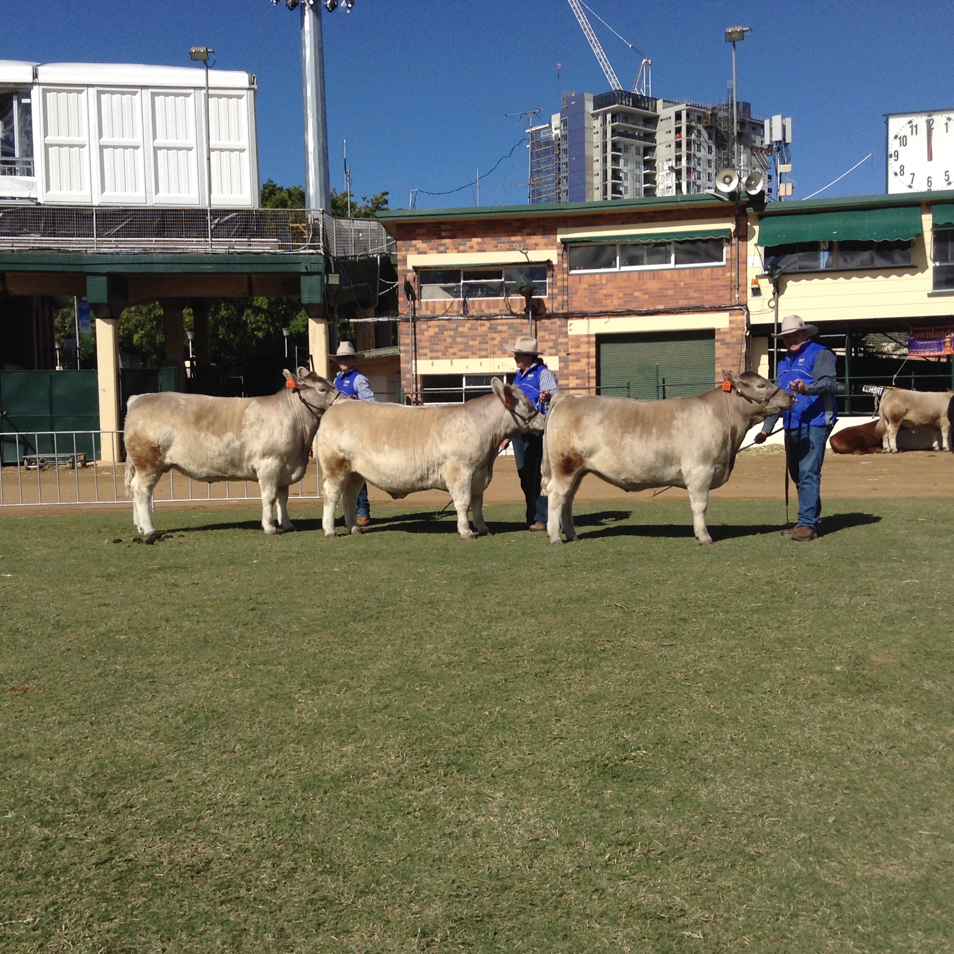 2016 Brisbane Royal Steers