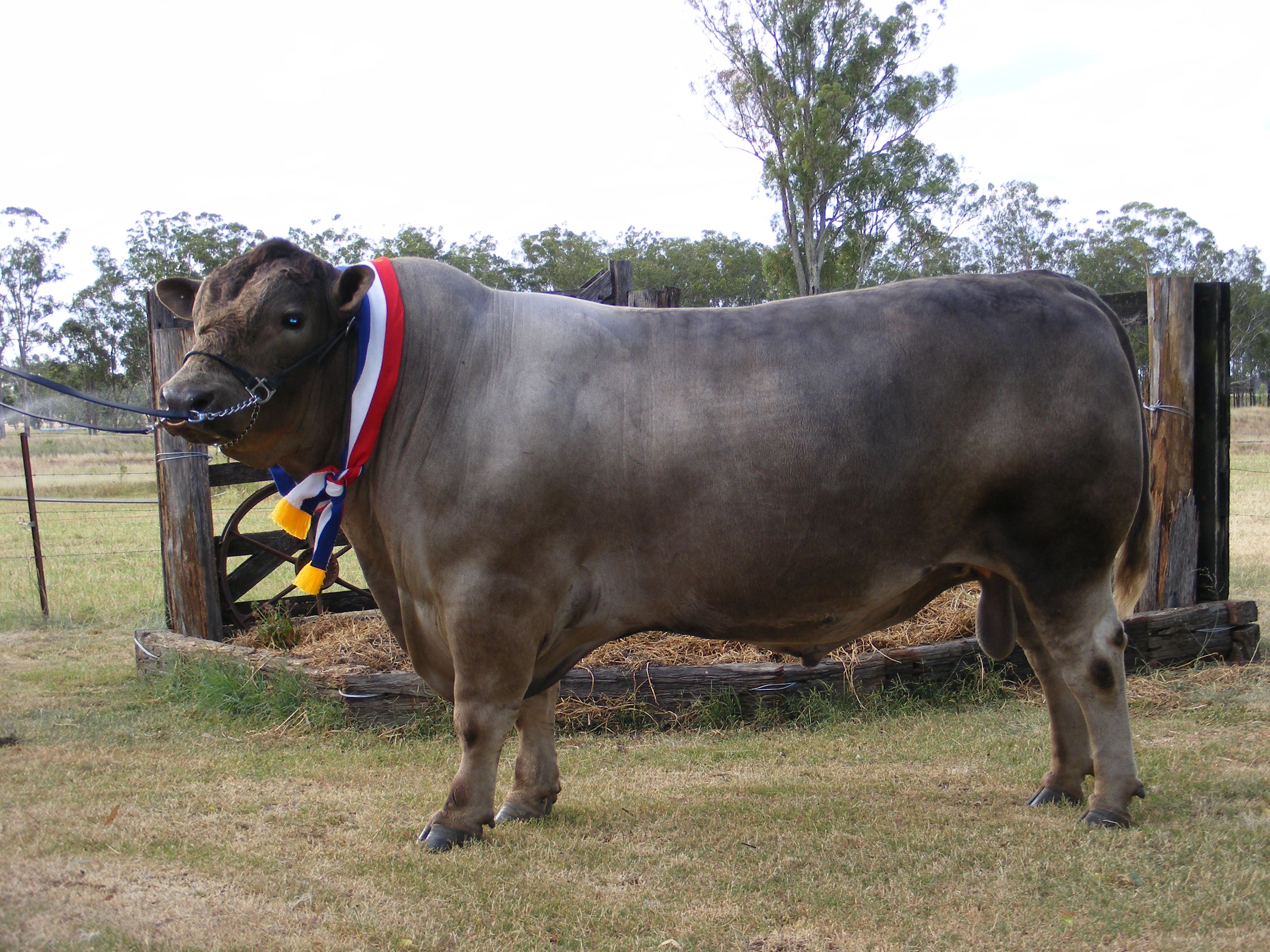Oakvale Leroy Brown 2016 and 2017 Toowoomba Royal and Brisbane Royal Grand Champion Bull