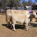 2019 Wondai Show Oakvale Never Enough with Oakvale Queen of Hearts at foot Champion British Breed Cow or Heifer