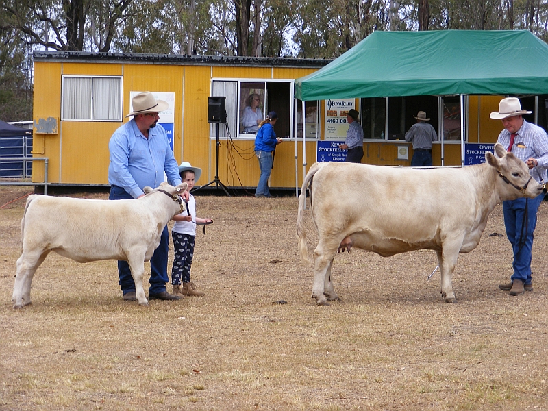 2019 Wondai Show Oakvale Never Enough with Oakvale Queen of Hearts at foot led by Izabell Sewell first time in the ring!