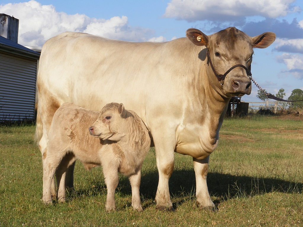 4 Week Old Bull Calf Sired by Man-O-Man