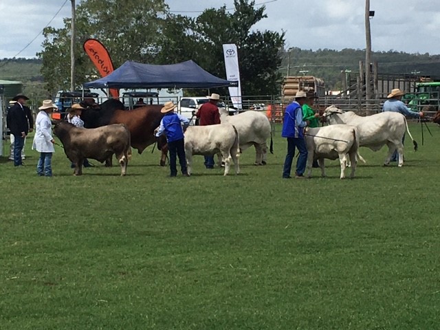2021 Murgon Show InterBreed Exhibitors Group 1st place Oakvale Square Meaters
