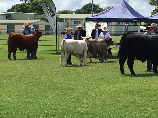 2021 Murgon Show Interbreed Sires Progeny 2nd place