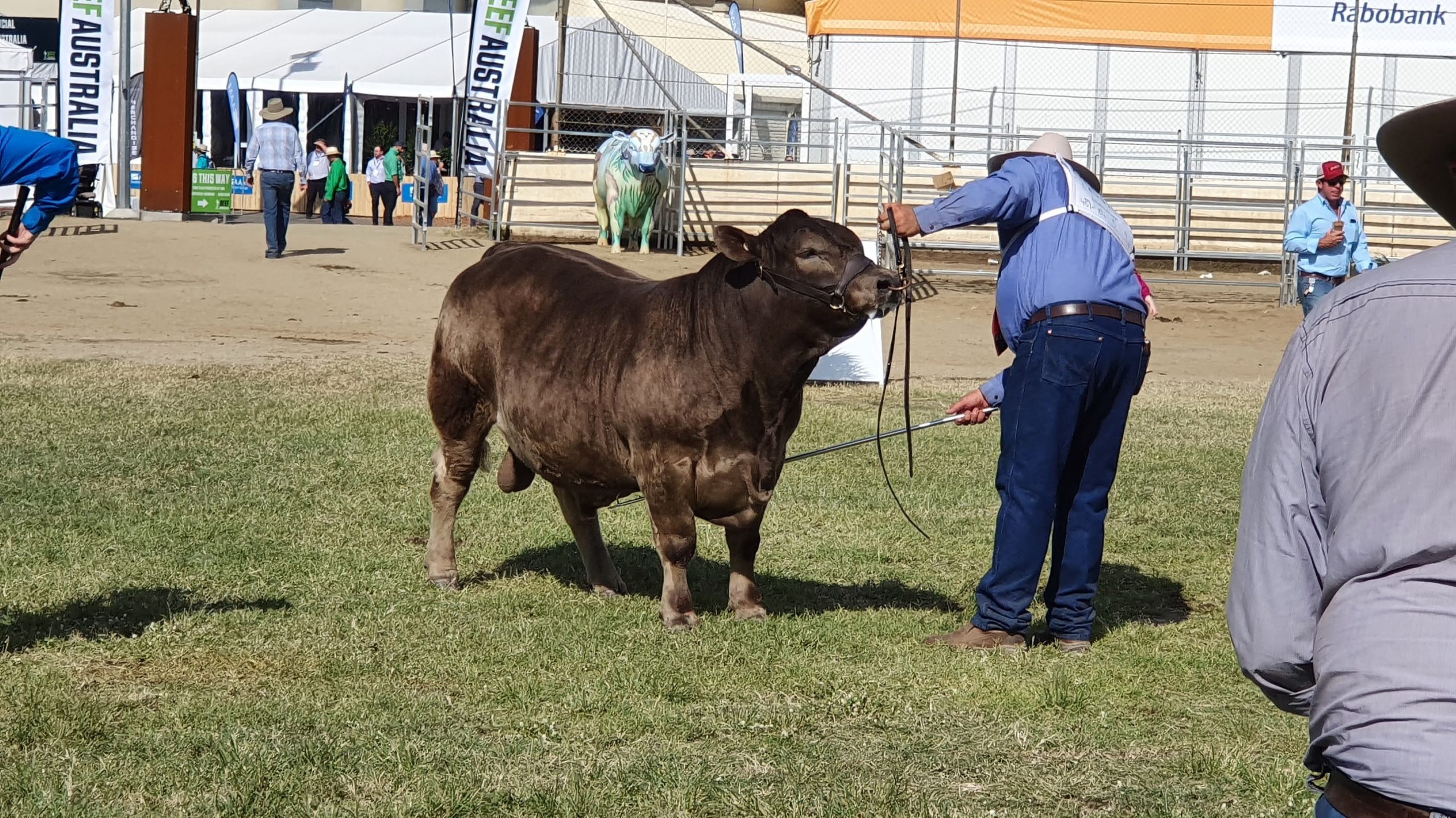 Oakvale Real Time Champion Calf Male Beef 2021