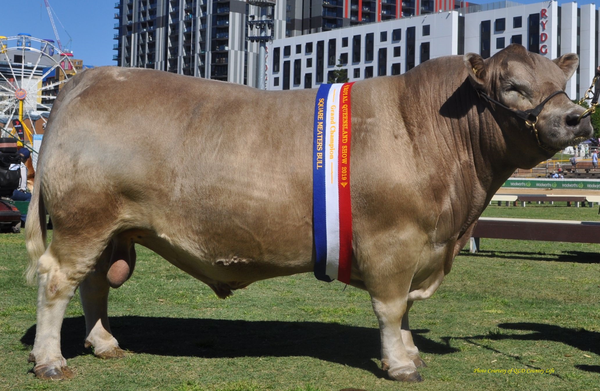 2019 Brisbane Royal Show Oakvale Man-O-Man Champion Senior Bull and GRAND CHAMPION BULL